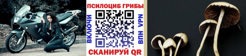 Купить  Новозыбков  Галлюциногенные грибы GOLDEN TEACHER 